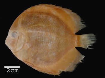 Media type: image; Ichthyology 15836